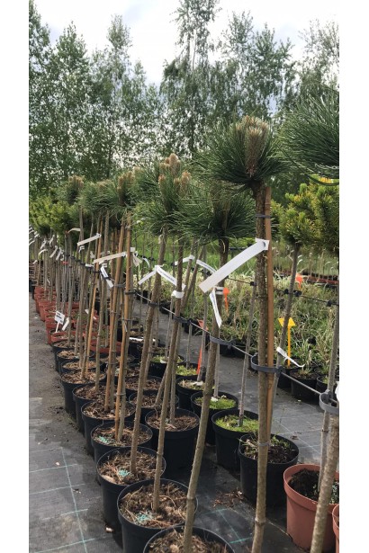 Сосна чорна  Кабаненсіс Нана штамб - контейнерні саджанці в садовому центрі